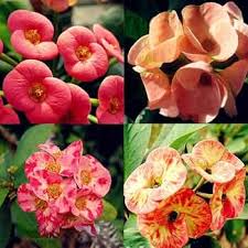 Euphorbia Flower Seeds for Planting – Heirloom, Non-GMO, High Germination Shade-Tolerant