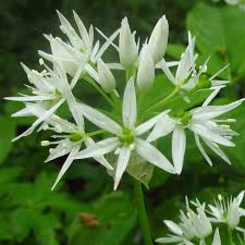 Ursinum Flower Seeds for Planting – Heirloom, Non-GMO, High Germination Organic Garden Seeds