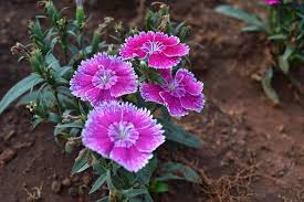 Carnation Dianthus Flower Seeds – Heirloom Non-GMO Cottage Garden Seeds