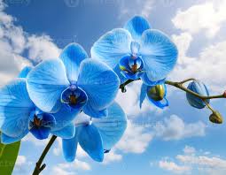 Sky Blue Orchid Flower Seeds for Planting – Heirloom, Non-GMO, High Germination Organic Garden Seeds for Seasonal Exotic Blooms