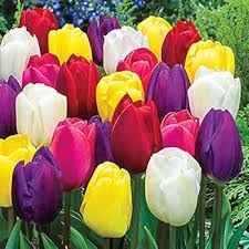 Jackpot Tulip Bulbs Flower Seeds for Planting – Heirloom, Non-GMO, Cottage Garden Organic Seeds