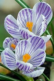 Ruby Rose Flower Seeds for Planting Green Mix – Compact Growth, Heirloom & Non-GMO, High Germination Organic Garden Seeds