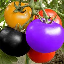 Vegetable Seeds,Garden seeds, Seeds For Planting,Plant Seeds