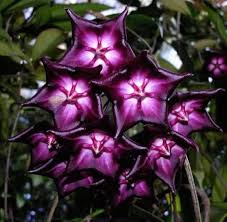 Dark Purple Hoya Carnosa Seeds for Planting – Heirloom, Non-GMO, High Germination Long Bloom Season