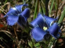 Blue Gentian Fringed Flower Seeds for Planting – Heirloom, Non-GMO, High Germination Organic Garden Seeds