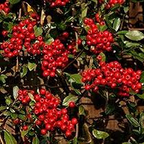 Red Firethorn Seeds – Heirloom, Non-GMO, Colorful Display