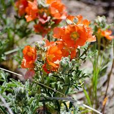 Globemallow Flower Seeds for Planting – Heirloom, Non-GMO, High Germination Organic Garden Seeds