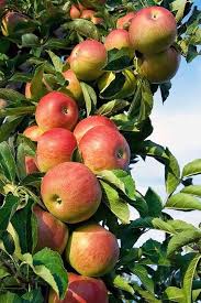 Braeburn Apple Seeds for Planting – Heirloom Non-GMO Fruit Seeds