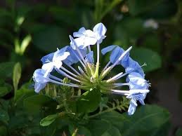 Heirloom Plumbago Flower seeds for Planting - Cut Flower Favorite, Heirloom & GMO Free Seeds for Home Garden, 100 pcs