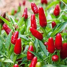 Jamaican Bird Pepper Seeds for Planting – Heirloom Non-GMO Organic Garden Seeds, High Germination, Spicy Chili
