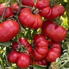 Red Santorini Tomato flower seeds for planting - Heirloom & Non-GMO Garden Seeds