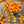 Big Orange Tomato Seeds for Planting - Heirloom, Non-GMO, Organic Garden Seeds for Vibrant Summer Harvests