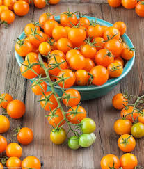 Big Orange Tomato Seeds for Planting - Heirloom, Non-GMO, Organic Garden Seeds for Vibrant Summer Harvests