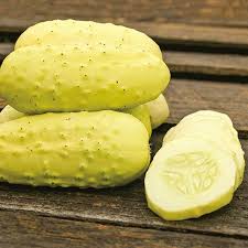 Blonde Cucumber Seeds for Planting – Heirloom, Non-GMO, Organic Garden Seeds, High Germination, Unique Crisp Salad Variety
