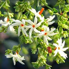 Coral Jasmine Flower Seeds for Planting – Heirloom, Non-GMO, High Germination Organic Garden Seeds