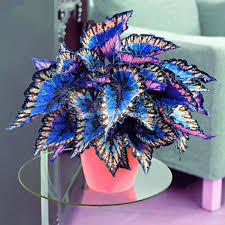 Blue Dragon Coleus Flower Seeds for Planting - Heirloom, Non-GMO, Wildflower Organic Garden Seeds with High Germination