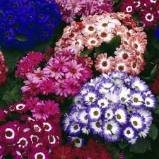 Cineraria Flower Seeds for Planting – Heirloom, Non-GMO, High Germination Cut Flower Favorite