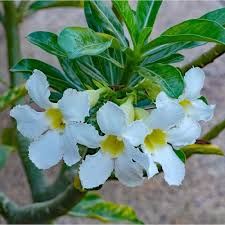 Adenium Flower seeds for Planting - Bright Blooms, Heirloom & GMO Free Seeds for Home Garden
