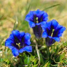 Gentiana Puberulenta Flower Seeds for Planting – Hardy Variety, Heirloom, Non-GMO