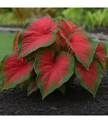 Florida Caladium Flower Seeds for Planting – Heirloom, Non-GMO, Cut Flower Organic Garden Seeds