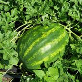 Sweet Watermelon fruit seeds for planting - Heirloom & Non-GMO Garden seeds