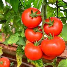 Tomato Seeds for Planting – Heirloom Non-GMO Orange Variety, High Germination Organic Garden Seeds – 100 pcs