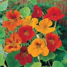 Heirloom Nasturtium Flower seeds for Planting - Wildflower Mix, Heirloom & GMO Free Seeds for Home Garden, 100 pcs