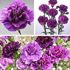 Violet Carnation Dianthus Caryophyllus Seeds – Heirloom Non-GMO Cottage Garden Seeds