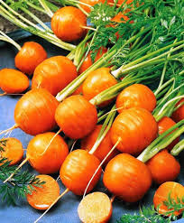 Radish Seeds for Planting Orange – Heirloom, Non-GMO, Crisp Root Crop – Organic Garden Seeds
