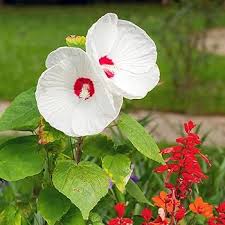 White Hibiscus Flower Seeds for Planting – Heirloom, Non-GMO, High Germination Compact Growth
