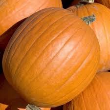 Pumpkin Almond Tom Fox Seeds for Planting – Heirloom Non‑GMO High Germination Organic Garden Seeds, Carving & Cooking