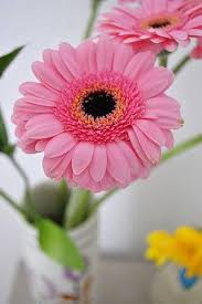 Mixed Gerbera Flower Seeds for Planting – Heirloom, Non-GMO, High Germination Organic Garden Seeds