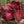 Berries and Burgundy Caladium Seeds for Planting – Heirloom, Non-GMO, Shade Tolerant