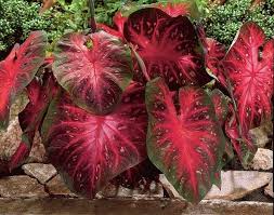 Berries and Burgundy Caladium Seeds for Planting – Heirloom, Non-GMO, Shade Tolerant