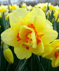 Narcissus Yellow Orange Flower Seeds for Planting | Heirloom Non-GMO Organic Garden Seeds, High Germination