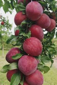 Braeburn Apple Seeds for Planting – Heirloom Non-GMO Fruit Seeds