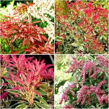 Pieris Japonica Flower Seeds for Planting - Heirloom, Non-GMO, High Germination Organic Garden Seeds