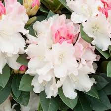 Rhododendron Flower Seeds for Planting – Heirloom, Non-GMO, Fragrant Blossoms Organic Garden Seeds