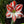 Amaryllis White Orange Flower Seeds – Compact Growth, Heirloom & Non-GMO Garden Seeds