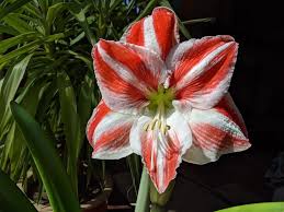 Amaryllis White Orange Flower Seeds – Compact Growth, Heirloom & Non-GMO Garden Seeds