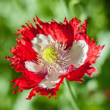 Red Yellow Danish Flag Flower Seeds – Heirloom, Non-GMO, High Germination Organic Garden Seeds for Vibrant Seasonal PlantingGarden, 100 pcs