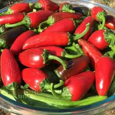 Jamaican Bird Pepper Seeds for Planting – Heirloom Non-GMO Organic Garden Seeds, High Germination, Spicy Chili
