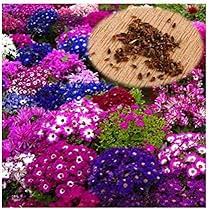 Cineraria Flower Seeds for Planting – Heirloom, Non-GMO, High Germination Cut Flower Favorite