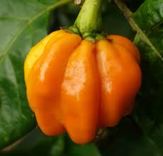 Orange Numex Suave flower seeds for planting - Heirloom & Non-GMO Garden Seeds