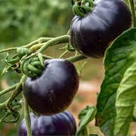 Vegetable Seeds,Garden seeds, Seeds For Planting,Plant Seeds