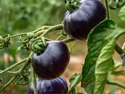 Vegetable Seeds,Garden seeds, Seeds For Planting,Plant Seeds