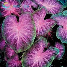 Florida Caladium Flower Seeds for Planting – Heirloom, Non-GMO, Cut Flower Organic Garden Seeds