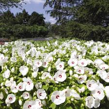 White Hibiscus Flower Seeds for Planting – Heirloom, Non-GMO, High Germination Compact Growth