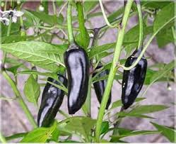 Chili Seeds for Planting Black – Heirloom, Non-GMO, Bold Spice –  Organic Garden Seeds