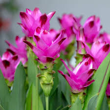 Curcuma Flower seeds for Planting - Premium Quality, Heirloom & GMO Free Seeds for Home Garden, 100pcs